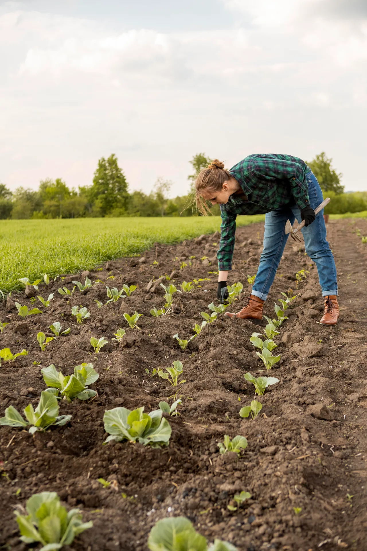 Agricultural worker stooping to tend crops in a field